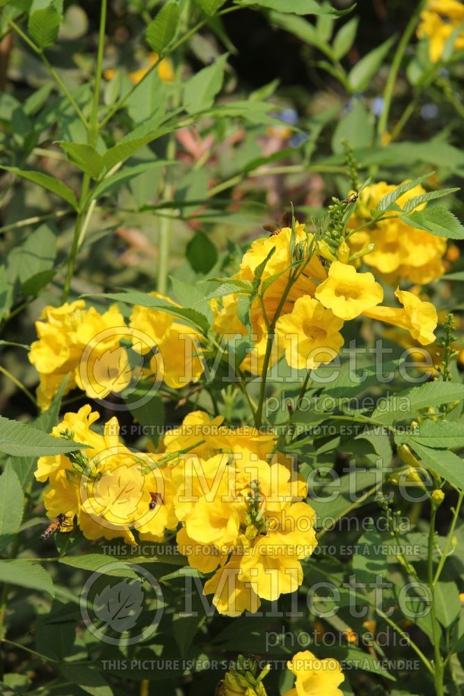 Tecoma stans (yellow trumpetbush, yellow bells, yellow elder) 7  
