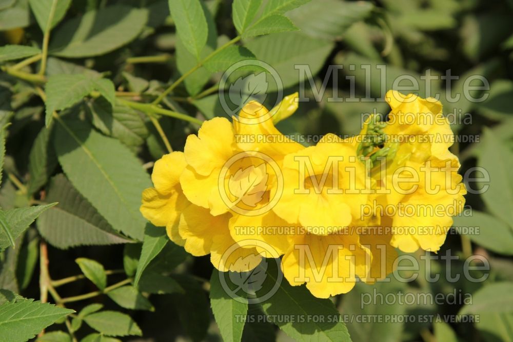 Tecoma stans (yellow trumpetbush, yellow bells, yellow elder) 8  