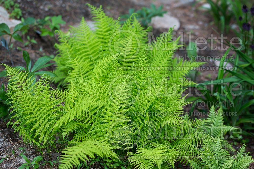 Dryopteris or Thelypteris noveboracensis (New York fern) 2 