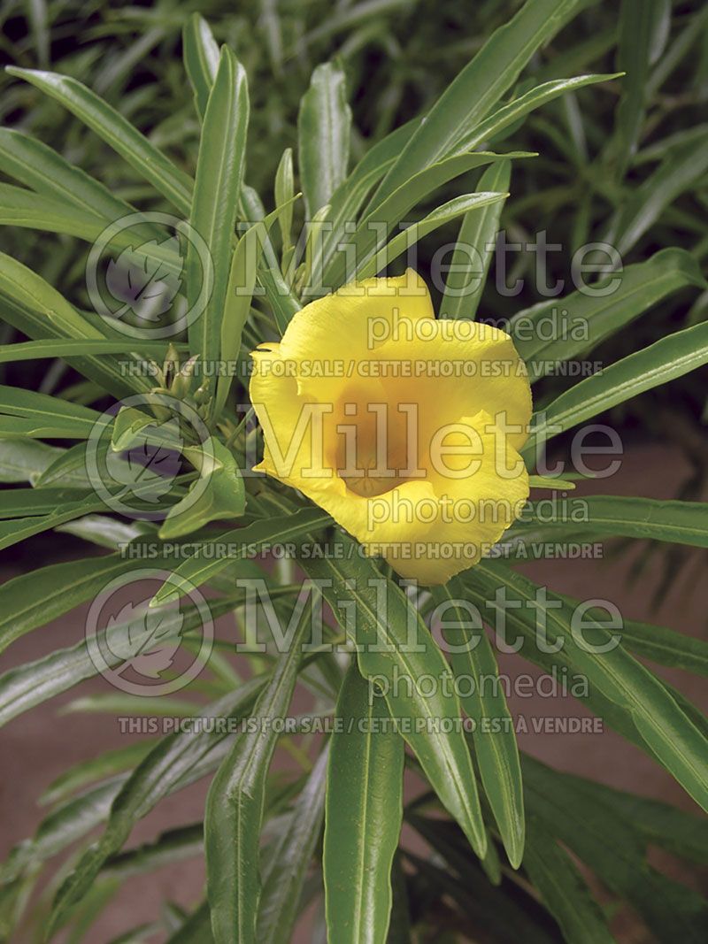 Thevetia peruviana (Yellow oleander)  1