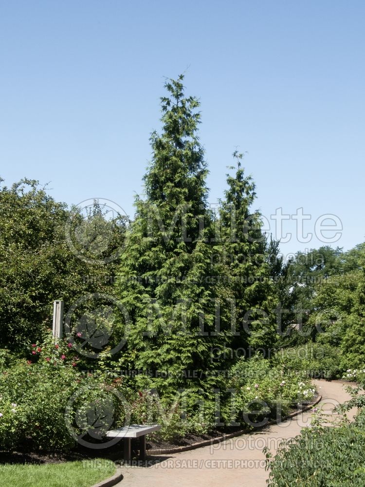 Thuja or Thuya Green Giant (Eastern Arborvitae conifer)  12
