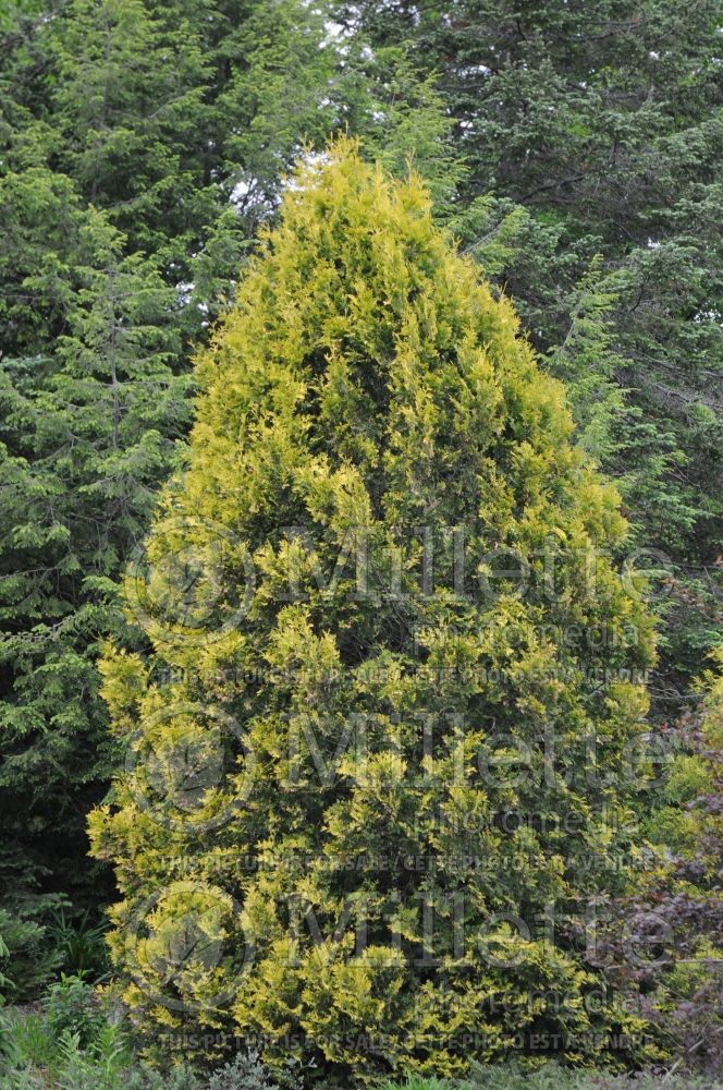 Thuja Europe Gold (Eastern Arborvitae conifer - Thuya) 1 