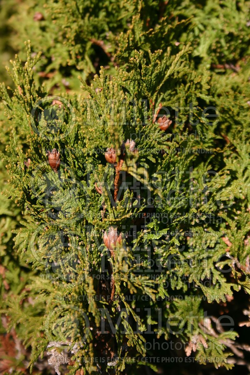 Thuja or Thuya Holmstrup (Eastern Arborvitae conifer)  4