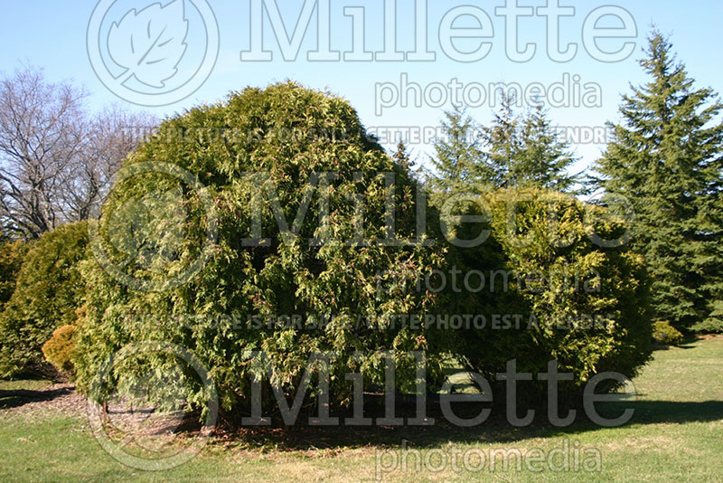 Thuja or Thuya Little Champion (Arborvitae conifer) 1 