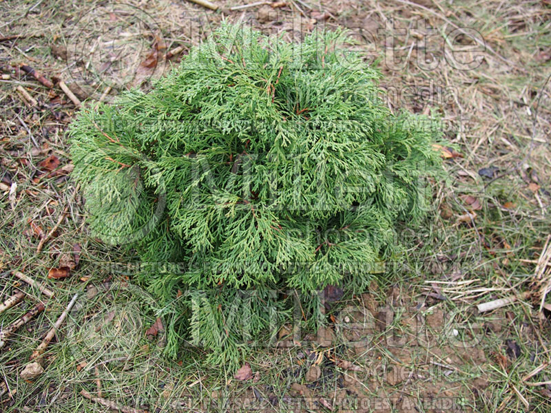 Thuja or Thuya Umbraculifera (Eastern Arborvitae conifer) 1 