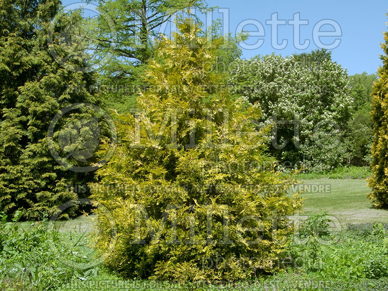 Thuja or Thuya Yellow Holmstrup (Eastern Arborvitae conifer) 2 