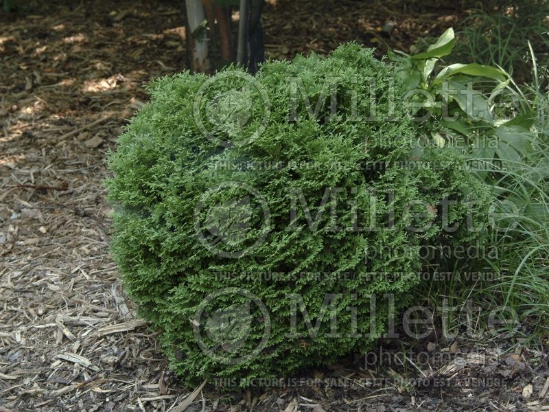Thuja Hetz Midget (Eastern Arborvitae conifer) 1 