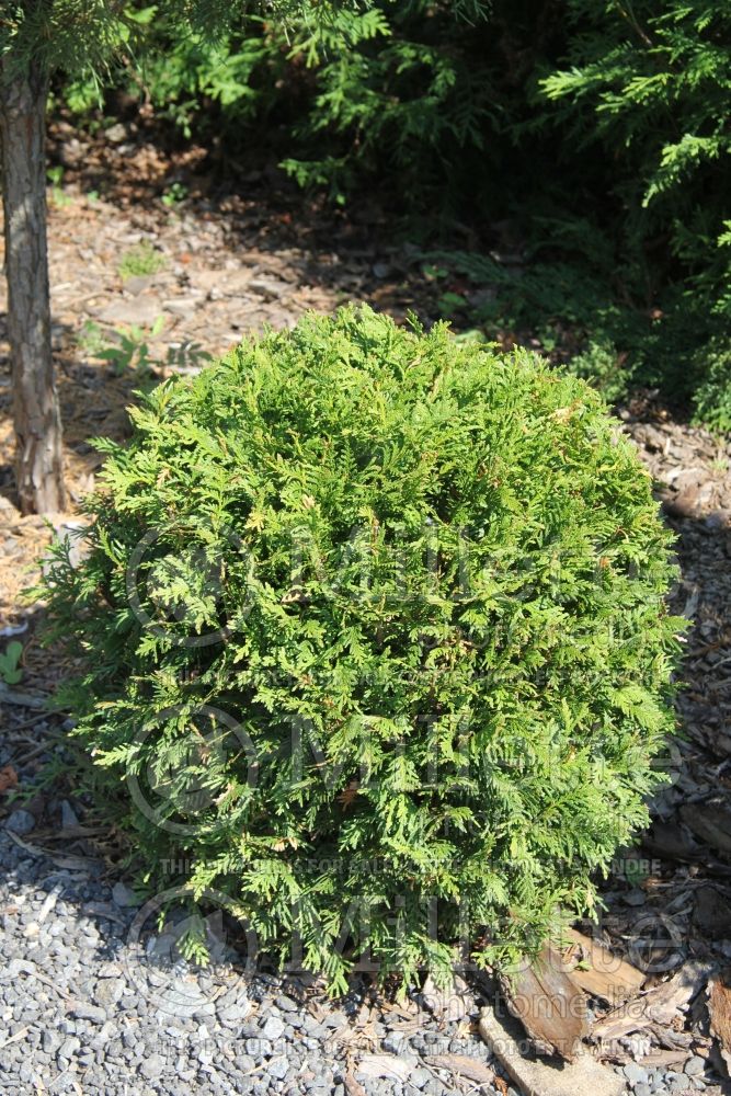 Thuja or Thuya Danica (Eastern Arborvitae conifer) 2 