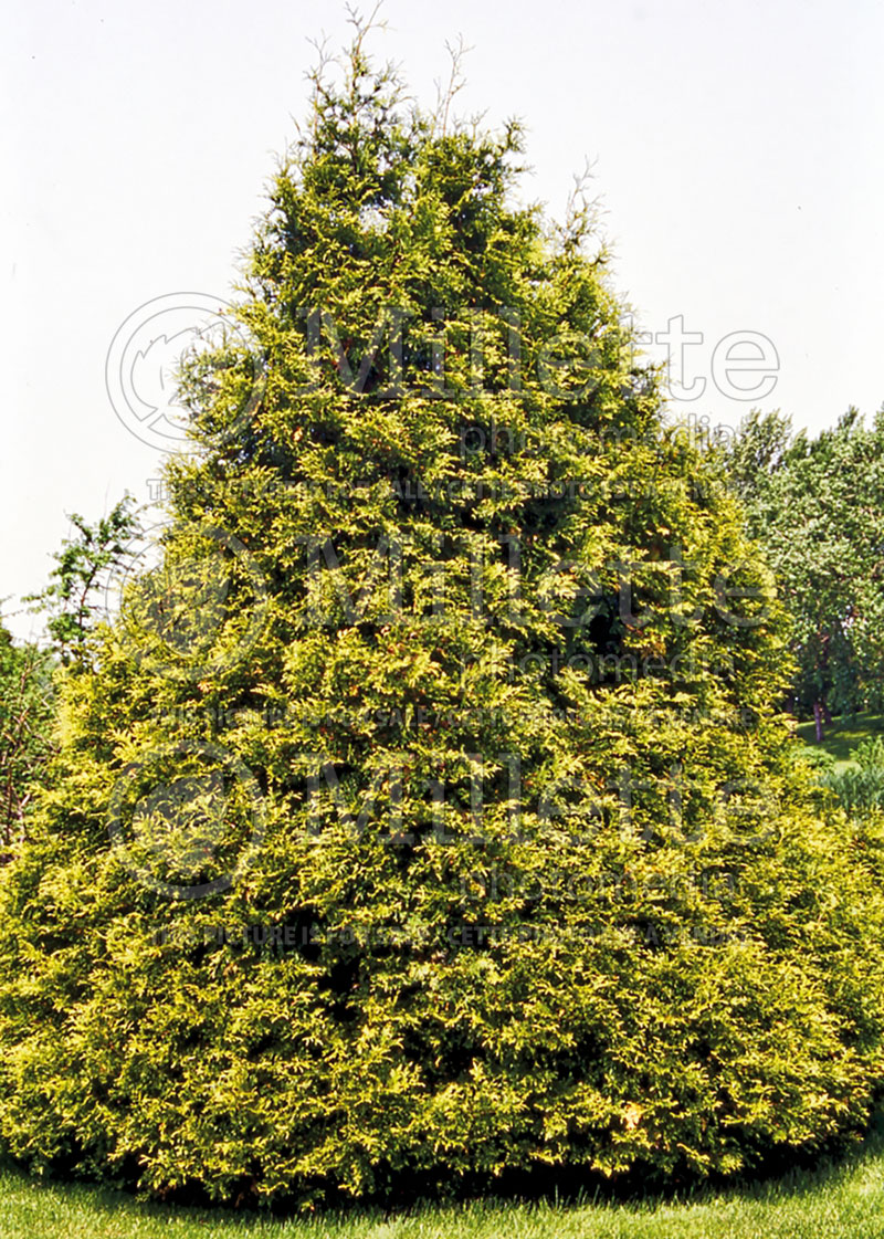 Thuja or Thuya Elegantissima (Eastern Arborvitae conifer) 1 