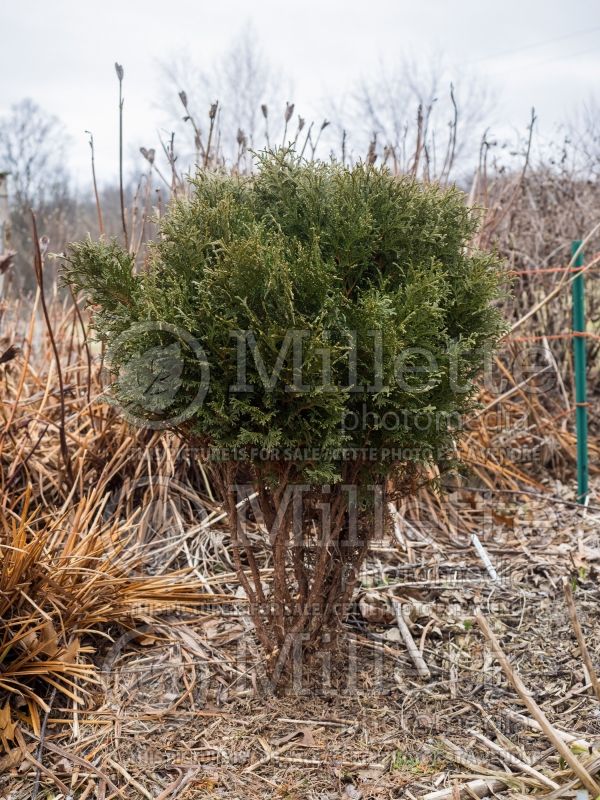 Thuja Hetz Midget (Winter look) (Eastern Arborvitae conifer) 4 