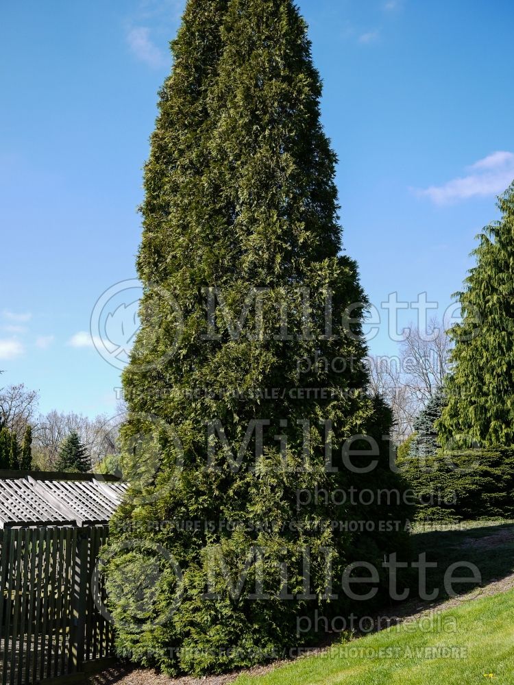 Thuja aka Thuya Hetz Wintergreen (Eastern Arborvitae conifer) 1