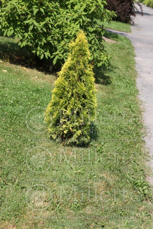 Thuja or Thuya Jantar (Eastern Arborvitae conifer) 2 