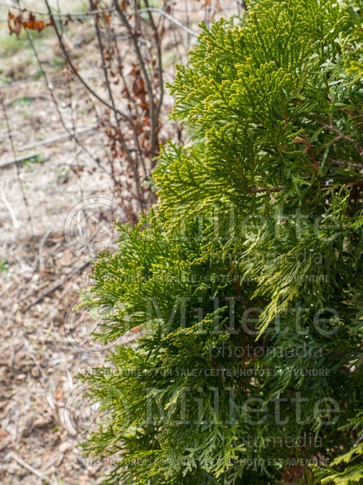 Thuja aka Thuya Pyramidalis (Eastern Arborvitae conifer) 4 