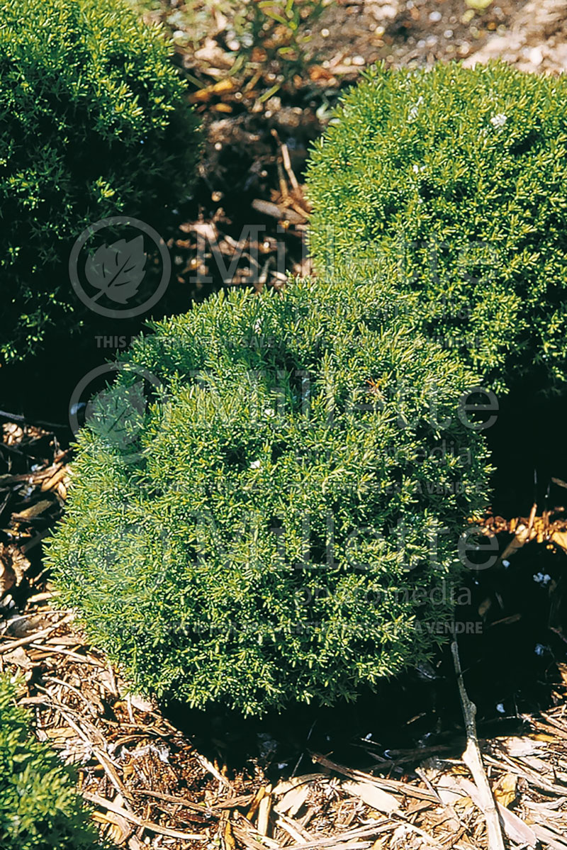 Thuja or Thuya Teddy (Eastern Arborvitae conifer) 2 