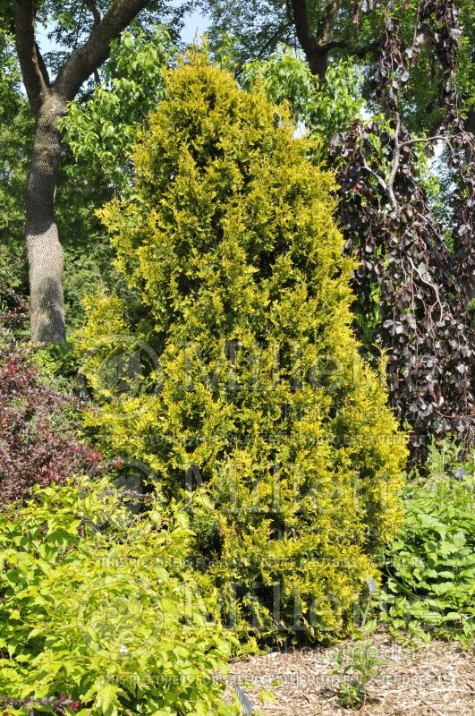 Thuja or Thuya Yellow Ribbon (Arborvitae conifer) 6