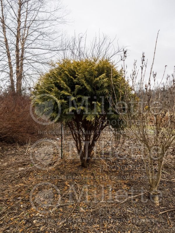 Thuja or Thuya Aurea Nana (Winter look) (Chinese Arborvitae conifer) 4 