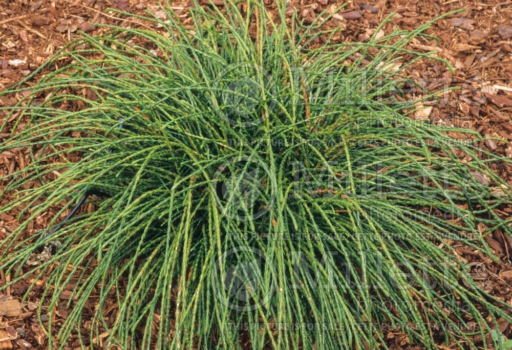 Thuja aka Thuya Whipcord (Western red cedar  Arborvitae conifer) 7 