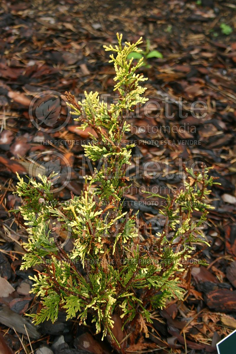 Thuja or Thuya Stoneham Gold (Western red cedar  Arborvitae conifer)  1