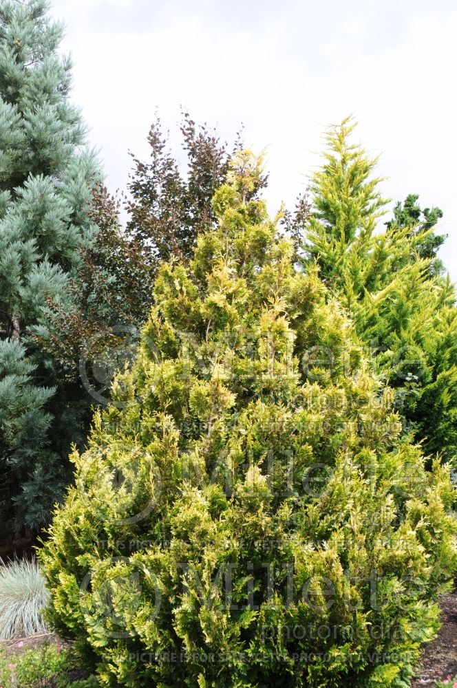 Thuja or Thuya Stoneham Gold (Western red cedar  Arborvitae conifer)  4