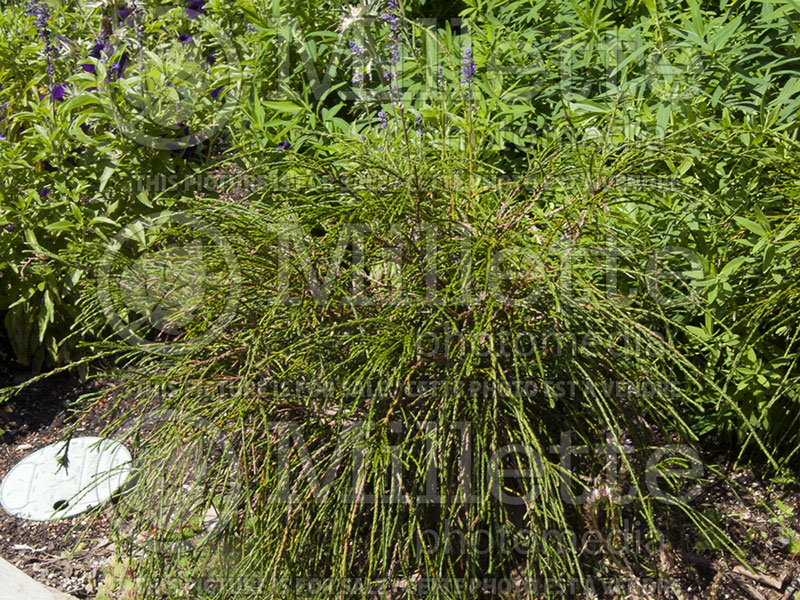 Thuja or Thuya Whipcord (Western red cedar  Arborvitae conifer) 4 
