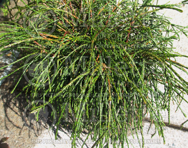 Thuja aka Thuya Whipcord (Western red cedar  Arborvitae conifer) 3 