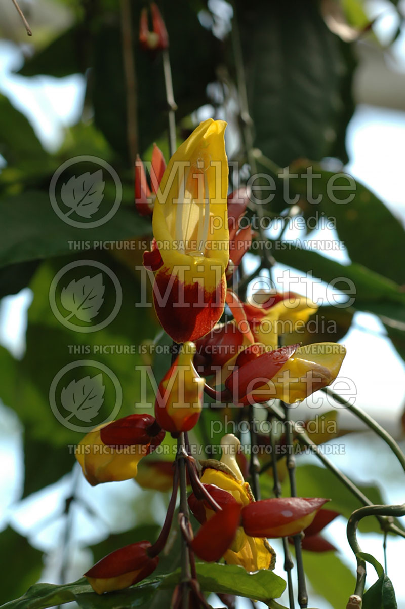 Thunbergia mysorensis (Mysore clock vine) 1  