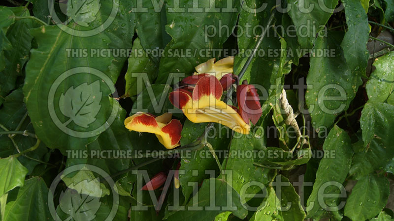Thunbergia mysorensis (Mysore clock vine) 3  