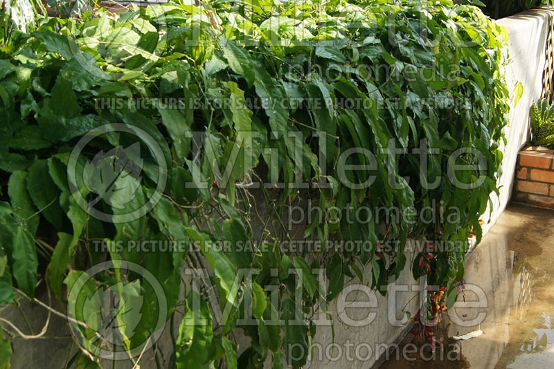 Thunbergia mysorensis (Mysore clock vine) 5  