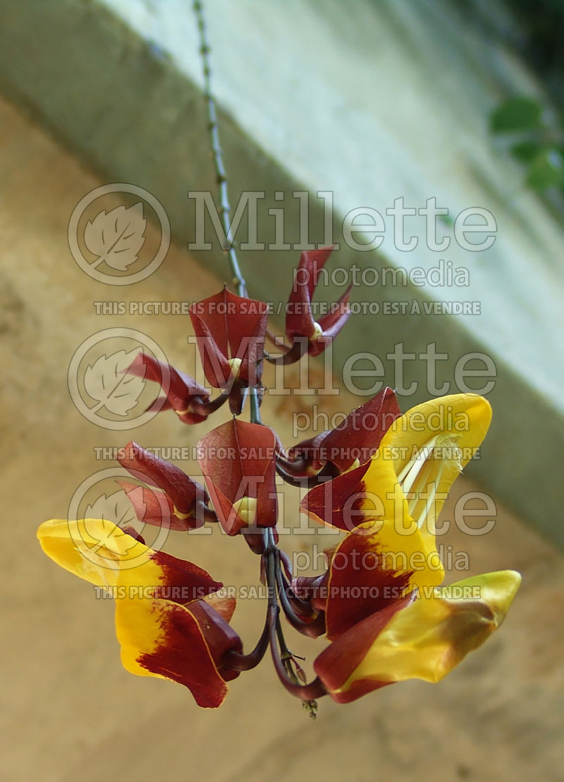 Thunbergia mysorensis (Mysore clock vine) 4  