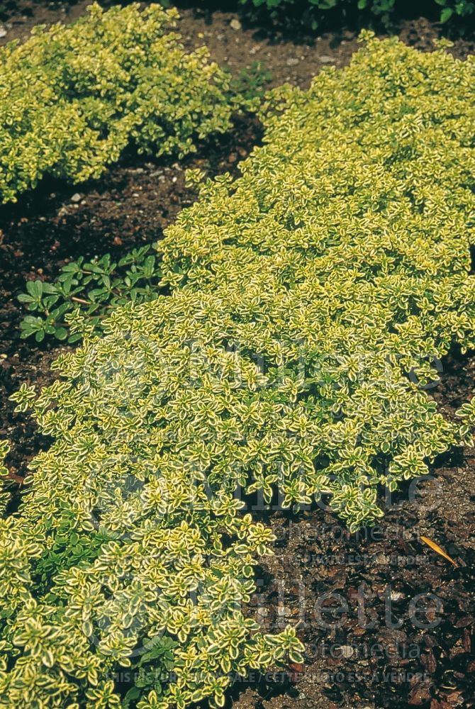 Thymus Gold Edge (Lemon Thyme) 1