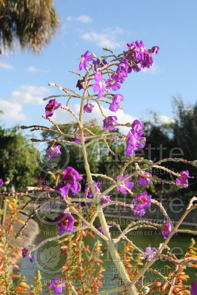 Tibouchina grandifolia (Purple Glory Tree) 3