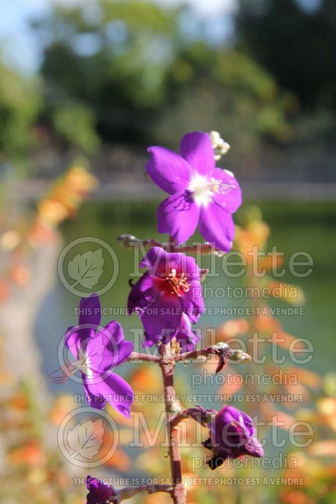 Tibouchina grandifolia (Purple Glory Tree) 5