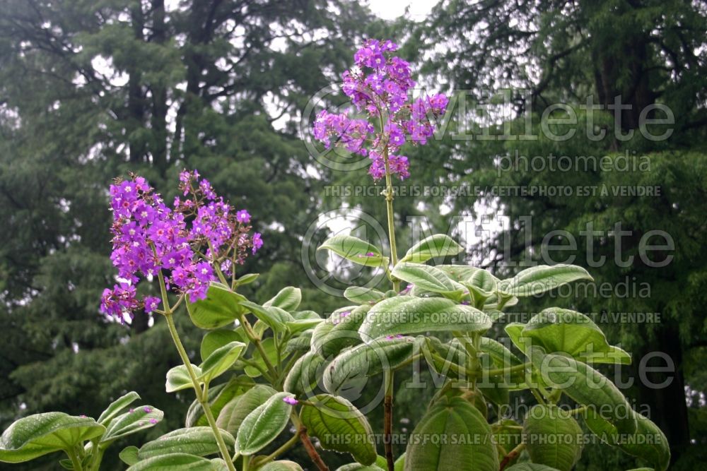 Tibouchina grandifolia (Purple Glory Tree) 6