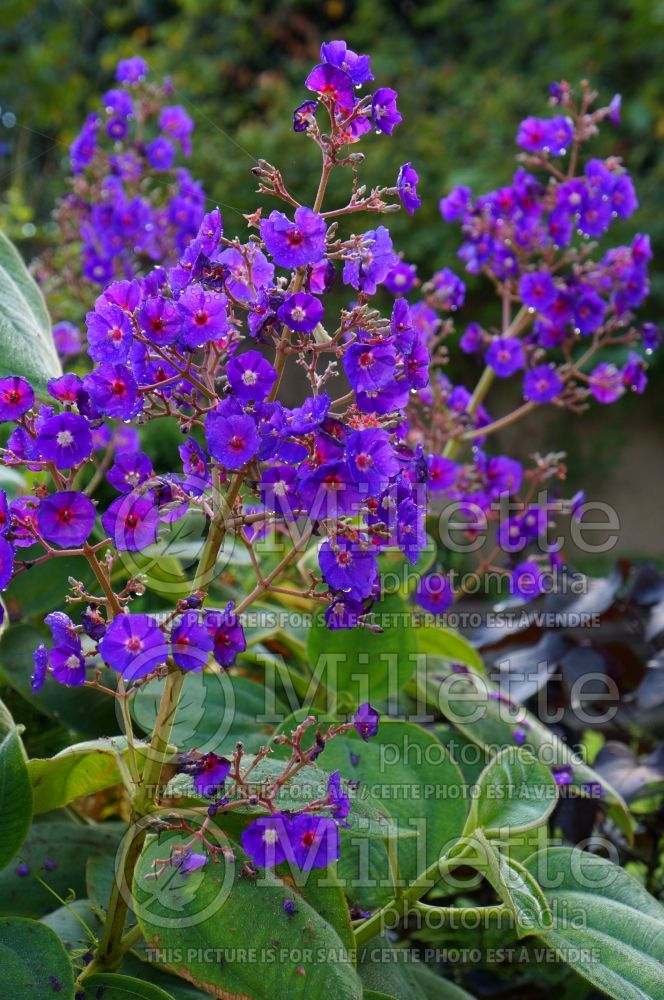 Tibouchina grandifolia (Purple Glory Tree) 1