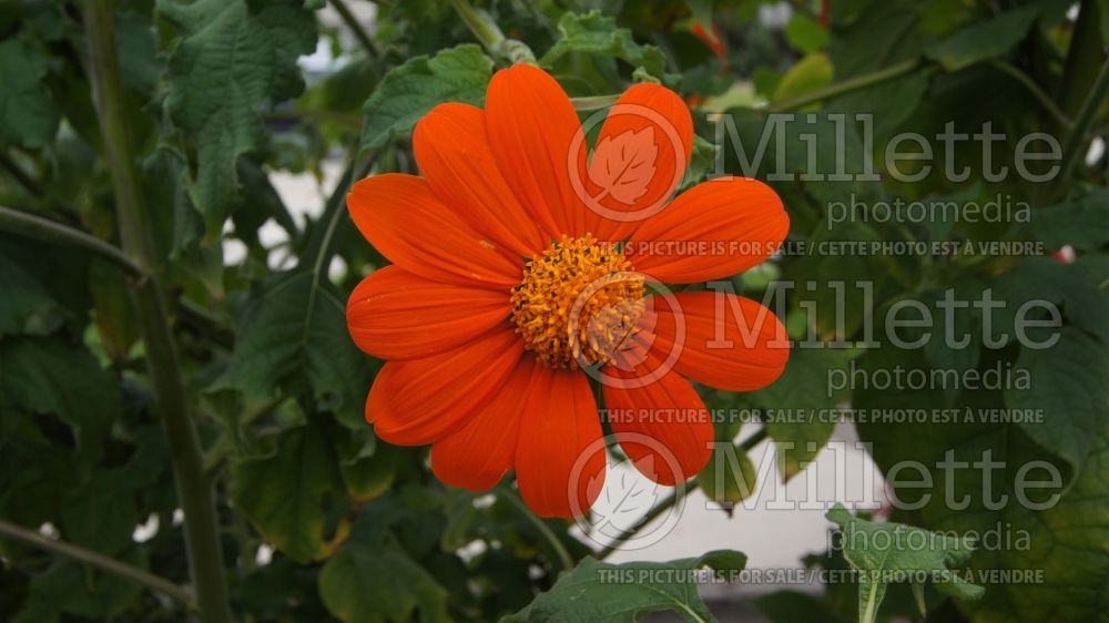 Tithonia The Torch (Mexican sunflower) 5 