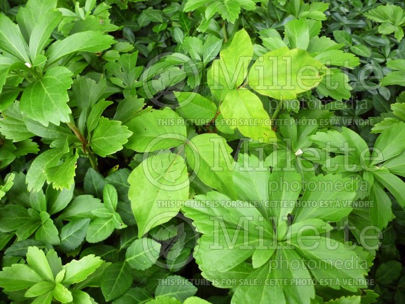 Toxicodendron radicans (Poison ivy) 2 