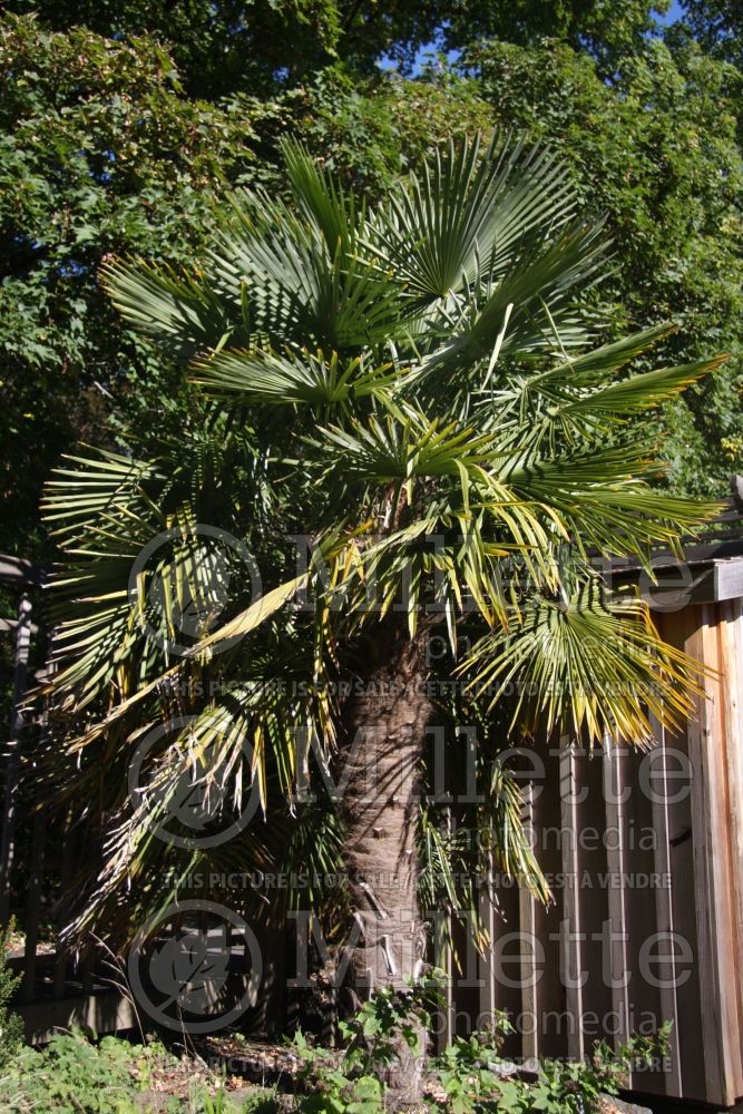 Trachycarpus fortunei (Chinese windmill palm) 1 