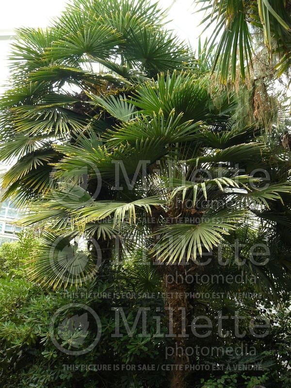 Trachycarpus fortunei (Chinese windmill palm) 3 