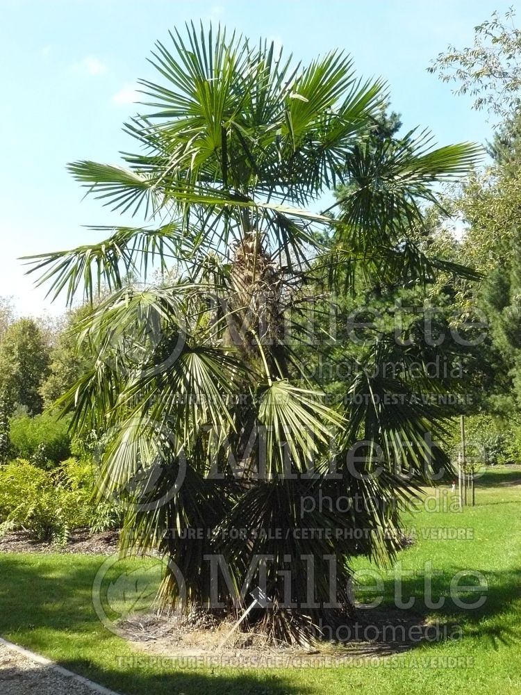 Trachycarpus fortunei (Chinese windmill palm) 4 