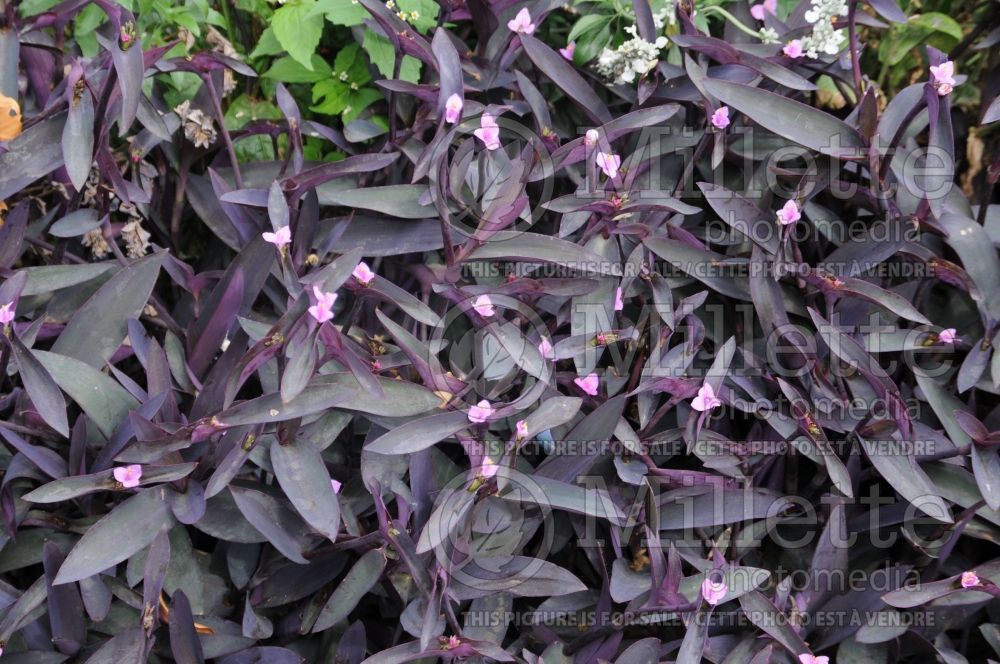 Tradescantia Purple Heart (Spiderwort) 2 