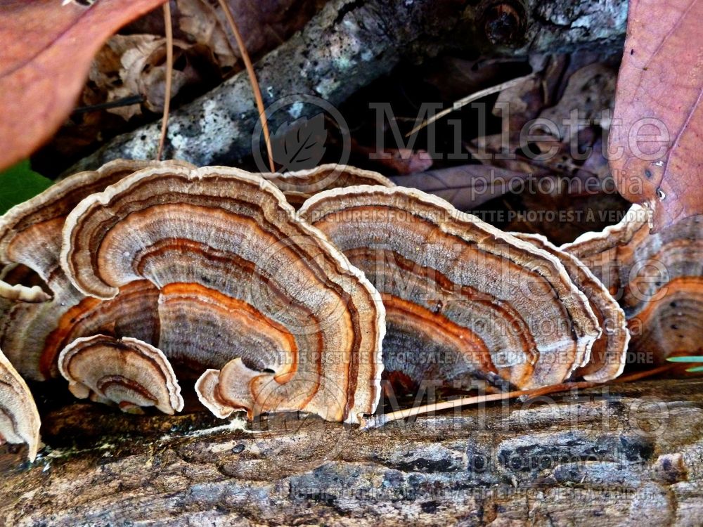 Trametes versicolor or Coriolus versicolor in Autumn (Turkey tail fungi) (Poisonus mushroom) 3 