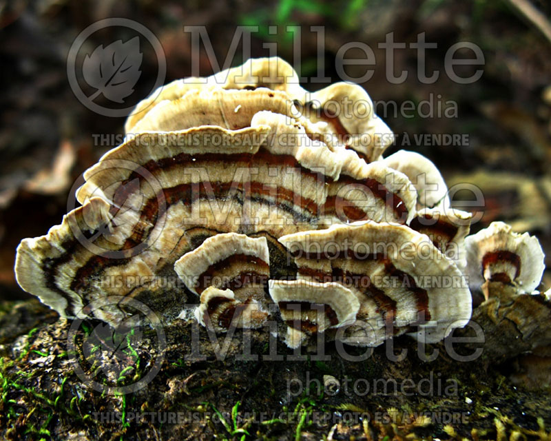 Trametes versicolor or Coriolus versicolor (Turkey tail fungi)  (Poisonous mushroom) 4 