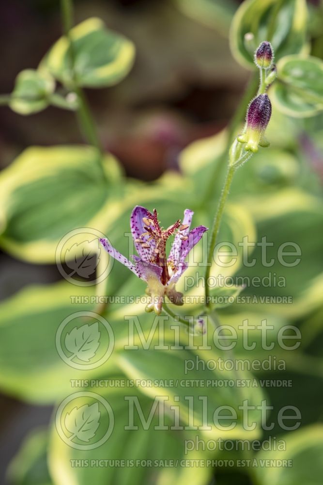 Tricyrtis Autumn Glow (Toad Lily) 1 