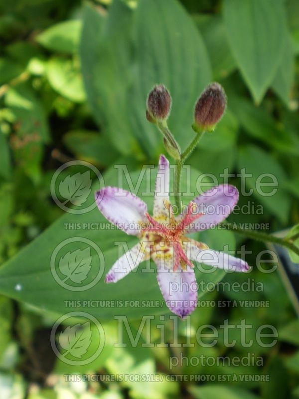 Tricyrtis Hototogisu (Toad Lily) 1 