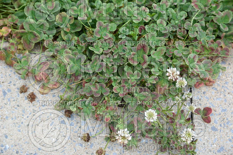 Trifolium 4 Luck Red Green (Ornamental Clover) 1 
