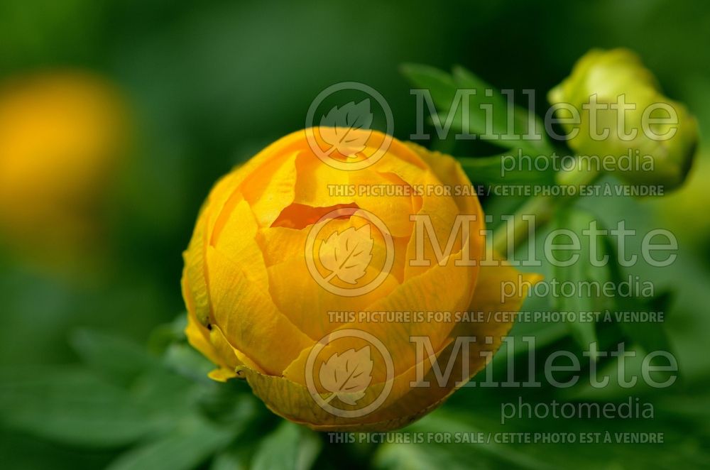 Trollius Orange Princess (Globe Flower) 1 