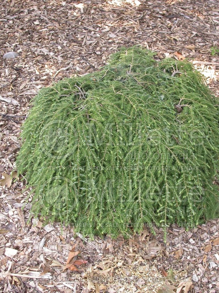 Tsuga Cole’s Prostrate (Canadian Hemlock conifer) 2 