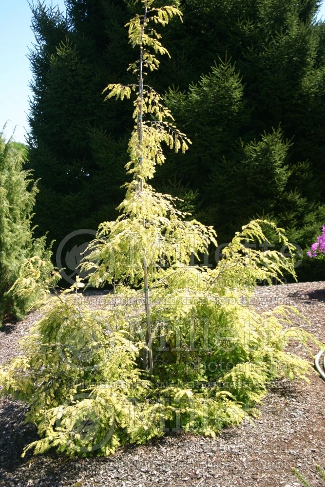Tsuga Golden Splendor (Canadian Hemlock conifer) 3 