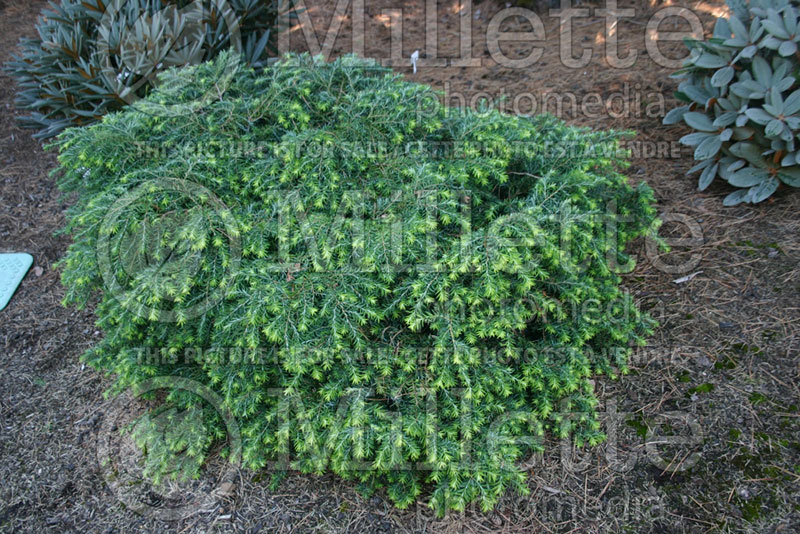 Tsuga Jeddeloh (Canadian Hemlock conifer) 3 