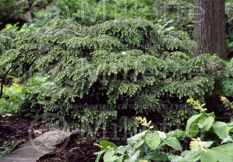 Tsuga Jeddeloh (Canadian Hemlock conifer) 2 